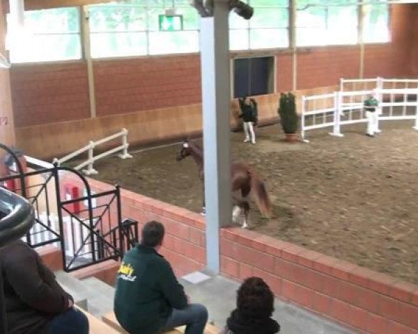 horse Bordeaux K (Rhinelander, 2010, from Belissimo NRW)