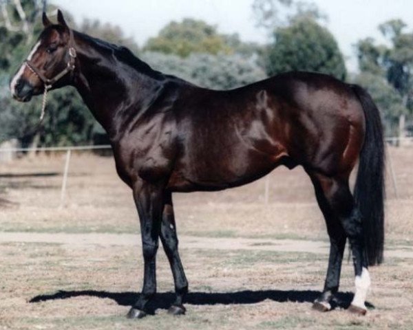 stallion Rustic Amber xx (Thoroughbred, 1983, from Thatching xx)