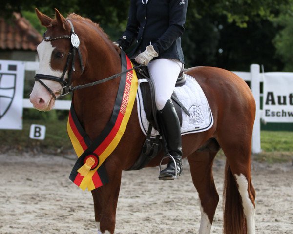 stallion Djalisco J (German Riding Pony, 2009, from Mac Dreamy)