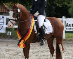 Deckhengst Djalisco J (Deutsches Reitpony, 2009, von Mac Dreamy)