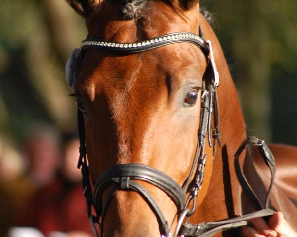 stallion Kiefferhof's Imperius (Rhinelander, 2010, from Imperio 3)