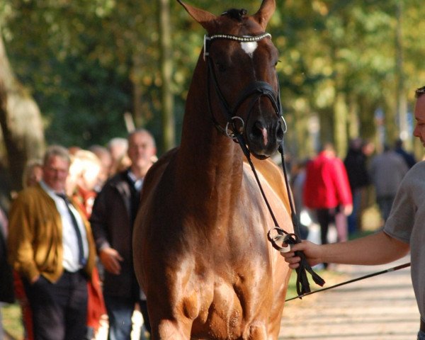 horse Hengst von Sir Donnerhall I (Rhinelander, 2010, from Sir Donnerhall I)