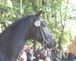 Deckhengst Bohemian Prince (Rheinländer, 2010, von Belissimo NRW)