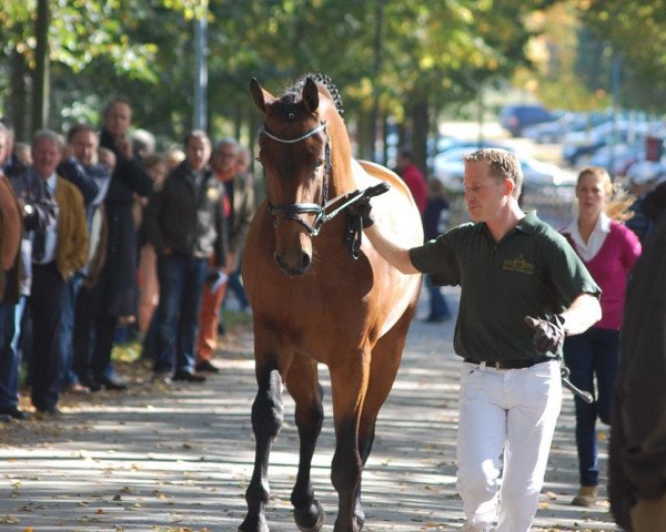 Pferd Hengst von Fidertanz (Westfale, 2010, von Fidertanz)