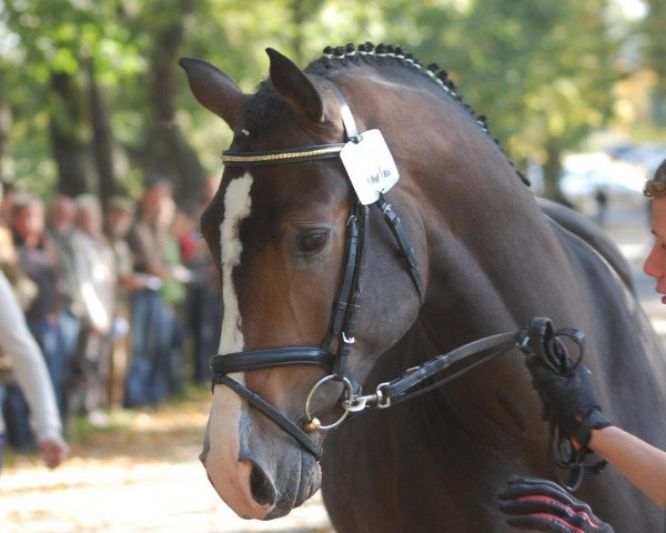 Pferd Amperio (Rheinländer, 2010, von Ampère)