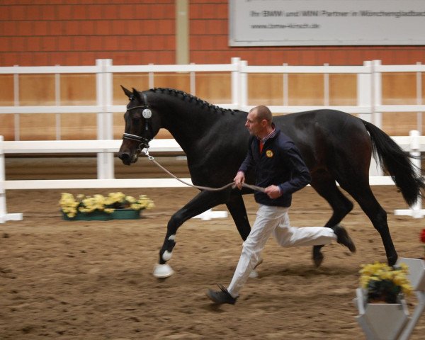 horse Hengst von Don Primus (Oldenburg, 2010, from Don Primus)