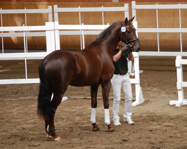 horse Darley's Barb (Rhinelander, 2010, from Don Diamond)