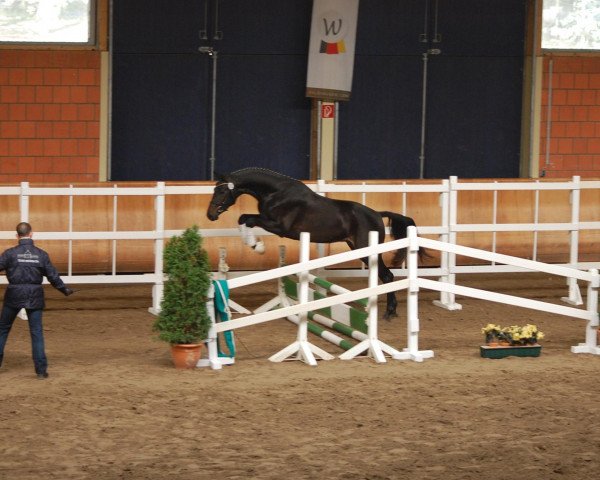 horse Dalarius (Rhinelander, 2010, from Delamanga)