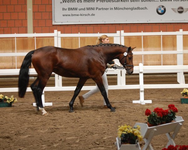 horse Hengst von Aaron (Rhinelander, 2010, from Aaron)