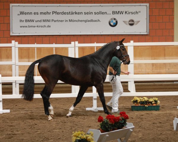 Pferd Cygne (Rheinländer, 2010, von Cassini Boy Junior)