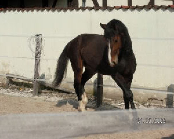 Springpferd Chequino (Hannoveraner, 2006, von Chequille 2)