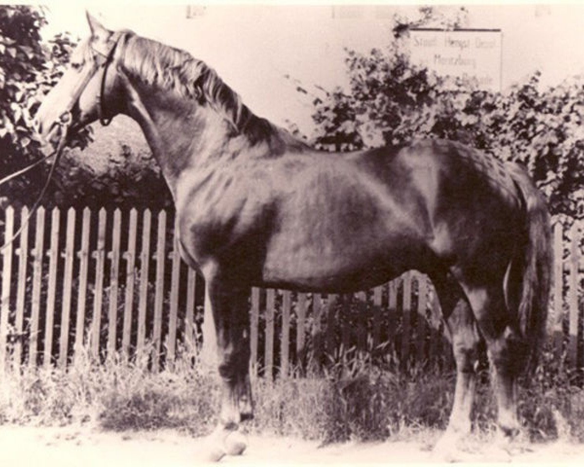 stallion Polarkreis 1209 (Trakehner, 1955, from Totilas)