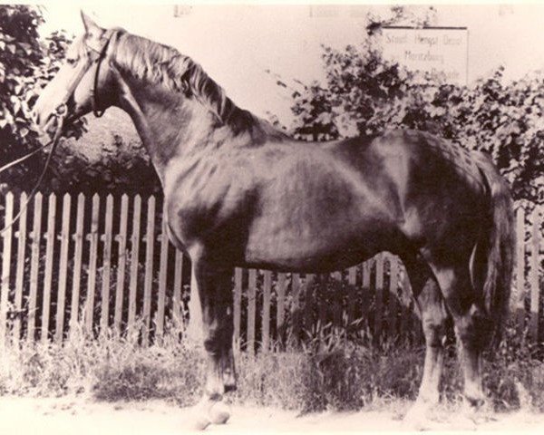 stallion Polarkreis 1209 (Trakehner, 1955, from Totilas)