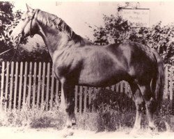 stallion Polarkreis 1209 (Trakehner, 1955, from Totilas)