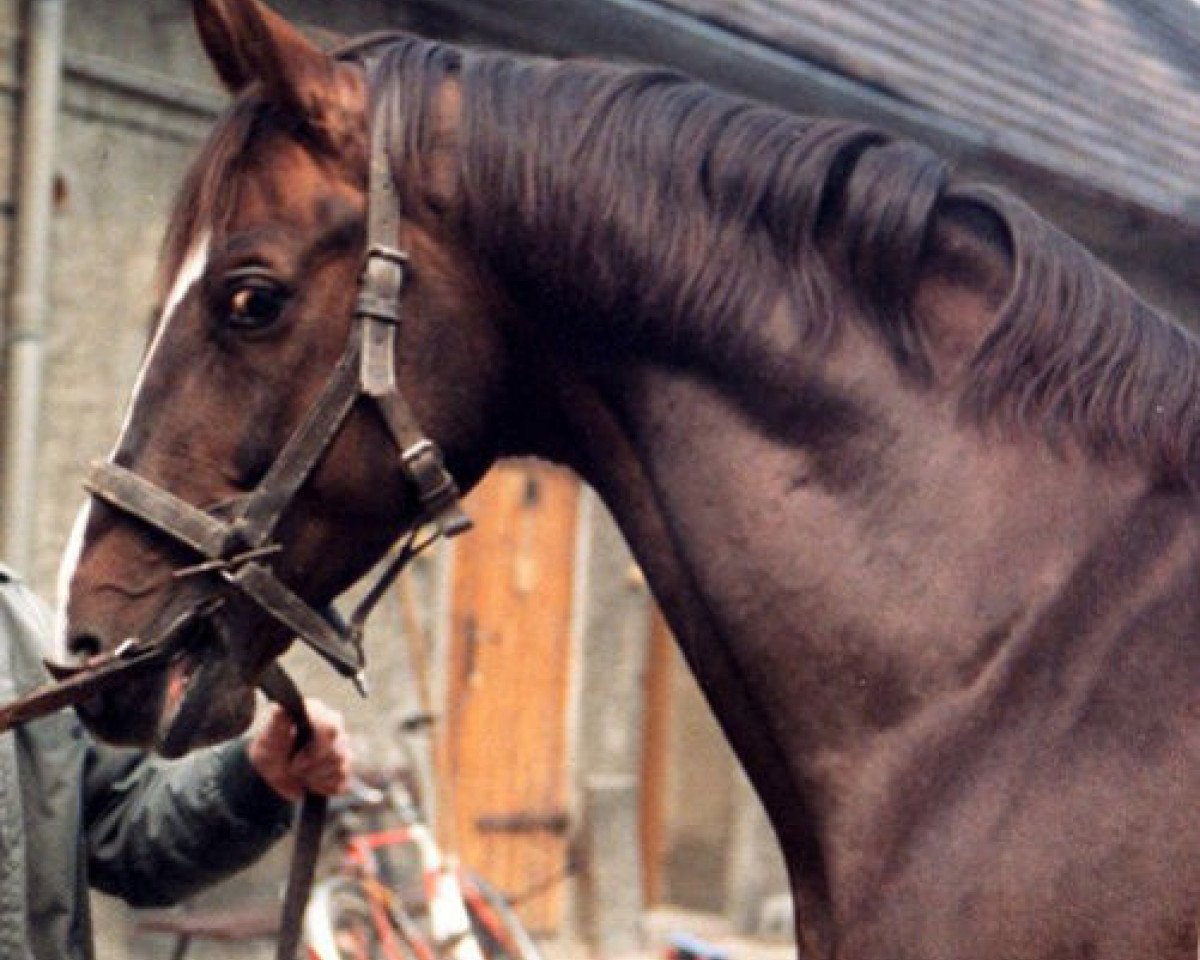 stallion Antritt 2774 (Trakehner, 1982, from Opal Mo 1306)