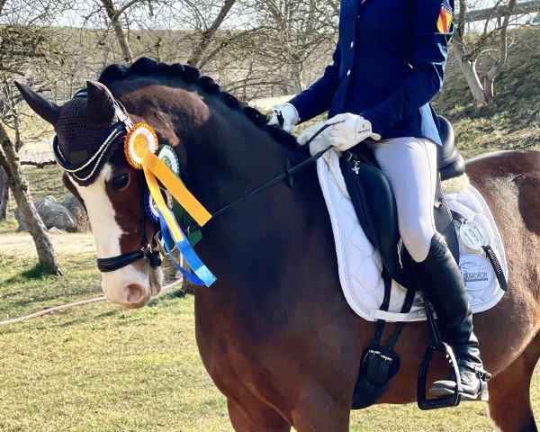 dressage horse Mr. Sprinkle (German Riding Pony, 2015, from FS Mr. Right)
