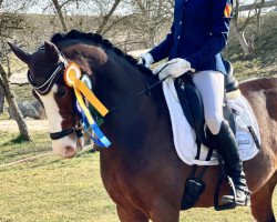 dressage horse Mr. Sprinkle (German Riding Pony, 2015, from FS Mr. Right)