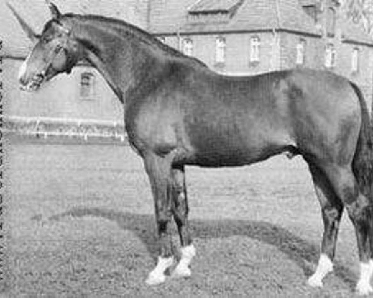 stallion Hessenstein (Trakehner, 1958, from Komet 511)
