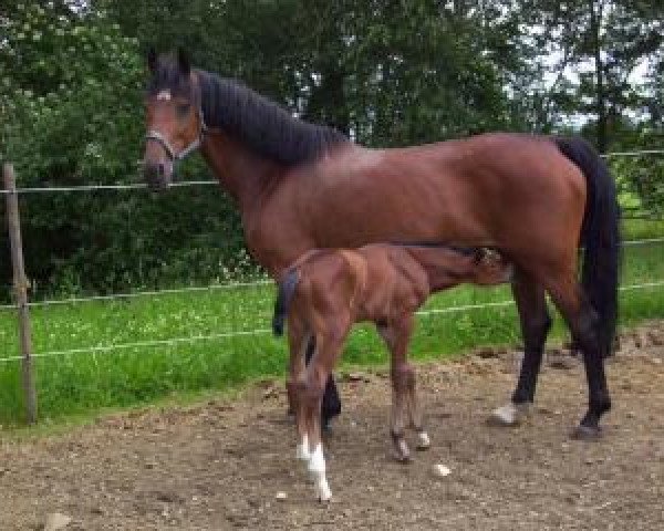broodmare Lea (Württemberger, 2000, from Le Champion) broodmare Lea (Württemberger, 2000, from Le Champion)