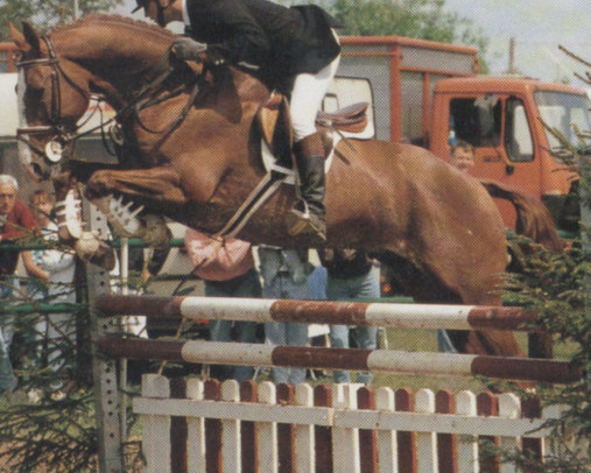 stallion Cor de Brillant (Bavarian, 1983, from Cor de la Bryère)