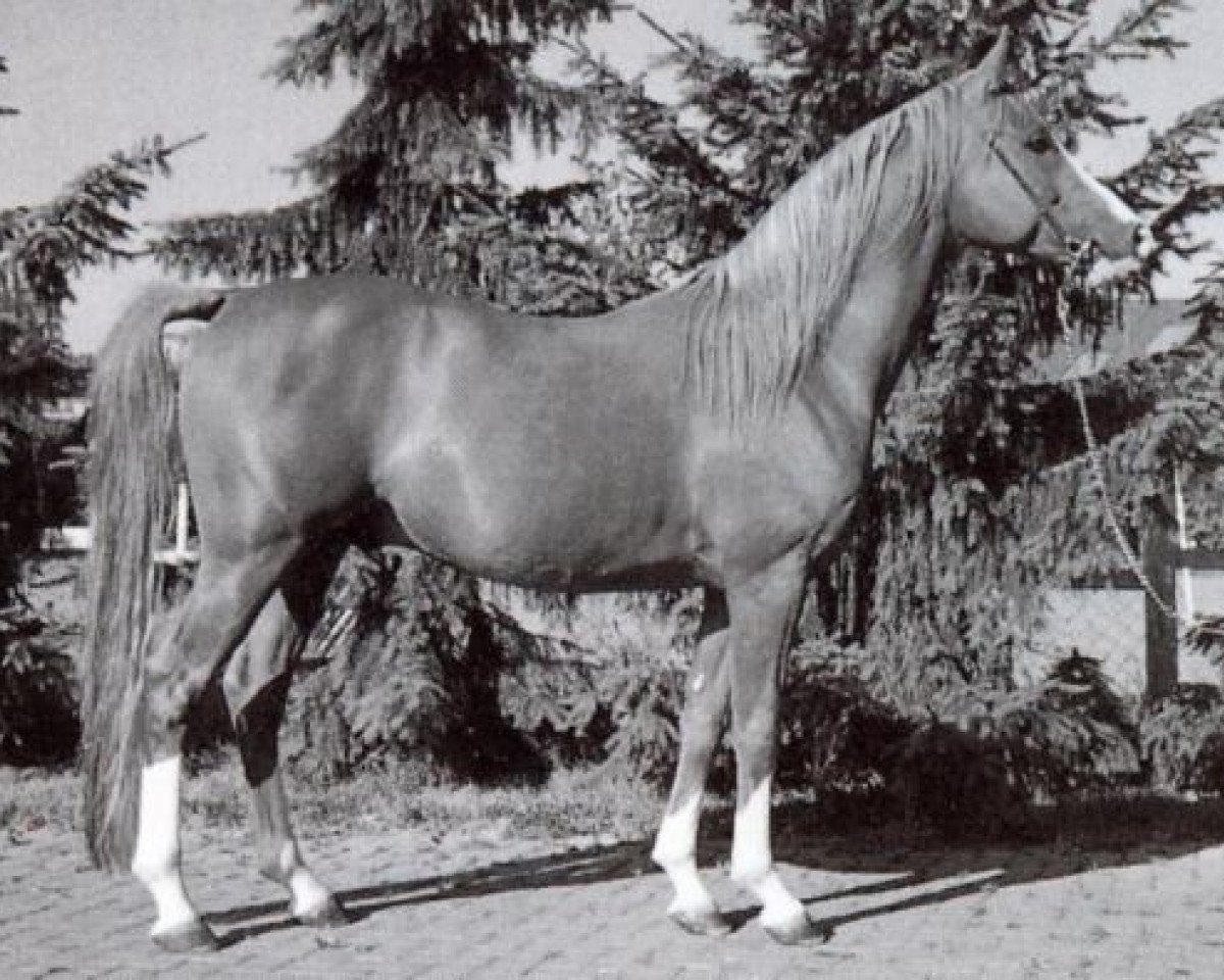 stallion Nalet Stern ox (Arabian purebred, 1985, from Nalet 1967 ox)