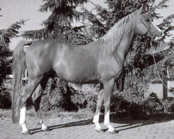 stallion Nalet Stern ox (Arabian purebred, 1985, from Nalet 1967 ox)