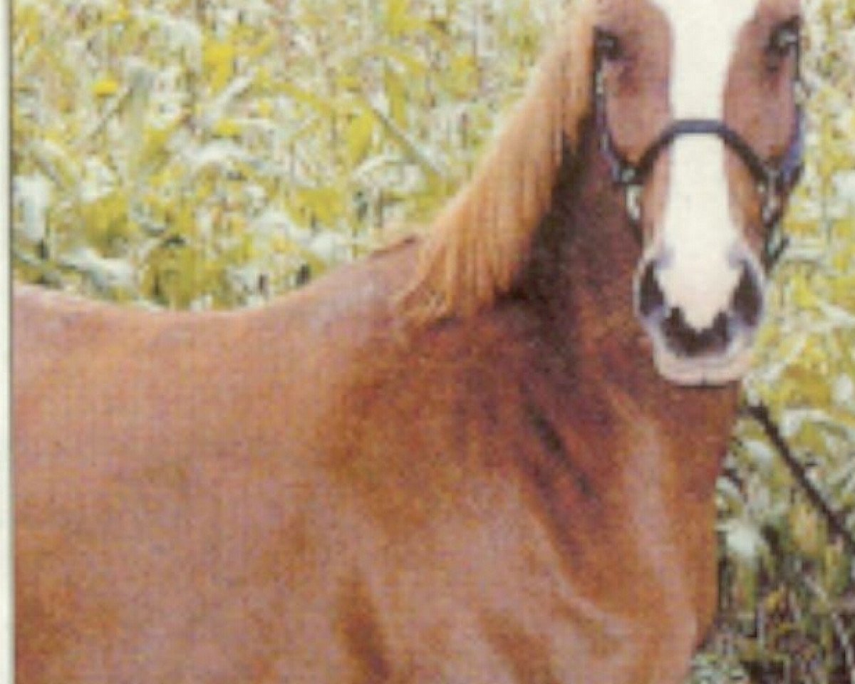Broodmare Nanett (German Riding Pony, 1991, from Nalet Stern ox)