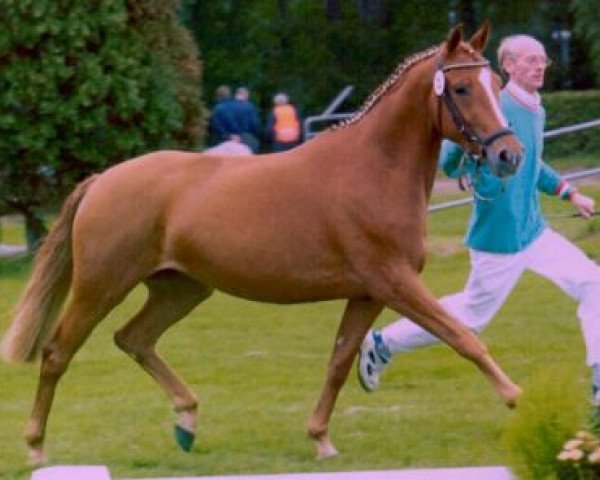 broodmare Narzisse (German Riding Pony, 1997, from Top Nonstop)