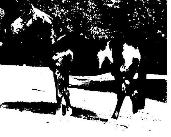 stallion Nationalstolz (Selle Français, 1983, from Diaghilev xx) stallion Nationalstolz (Selle Français, 1983, from Diaghilev xx)