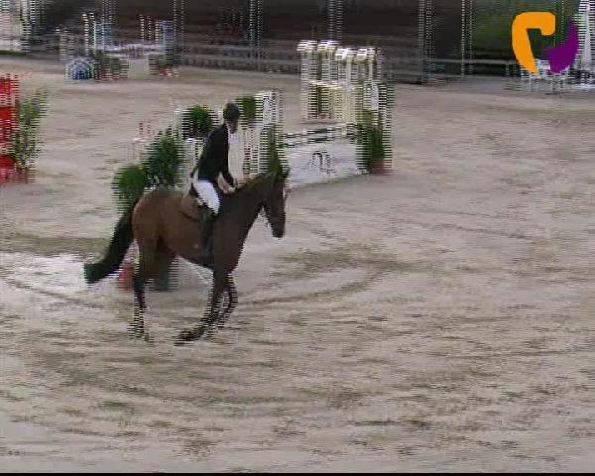 Springpferd Countdown 55 (Bayer, 2008, von Ciacomo)