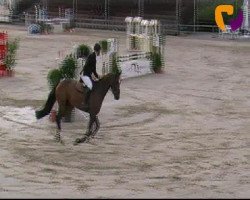 Springpferd Countdown 55 (Bayer, 2008, von Ciacomo)