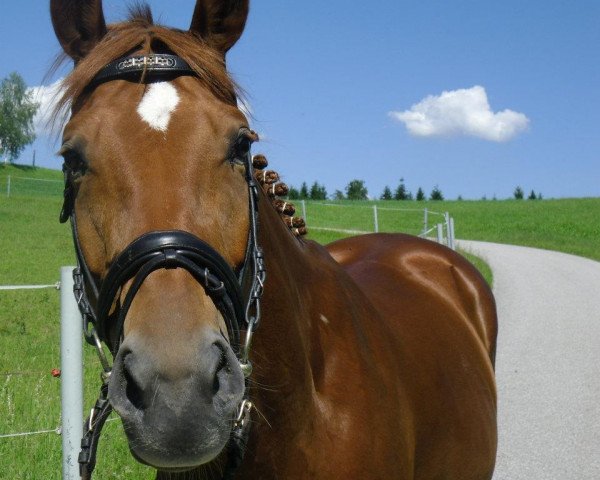broodmare Cherie de Luxe (Austrian Warmblood, 2006, from Walb)
