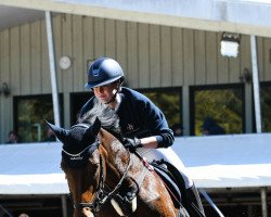dressage horse Sunny ox (Arabian purebred, 2008)