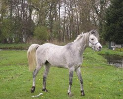 horse Jadir Mo ox (Arabian purebred, 2008, from NK Jamal El Dine ox)