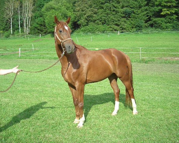 dressage horse Weltstar 43 (Hanoverian, 2004, from Weltregent H)