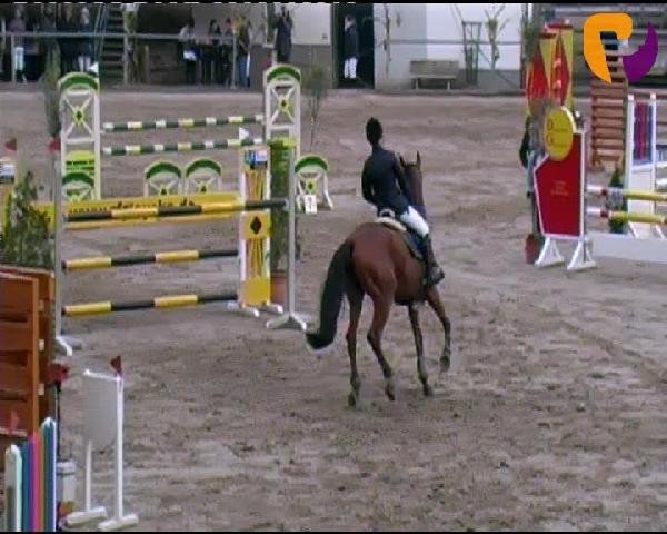 jumper Silvano's Boy (Holsteiner, 2002, from Silvano)