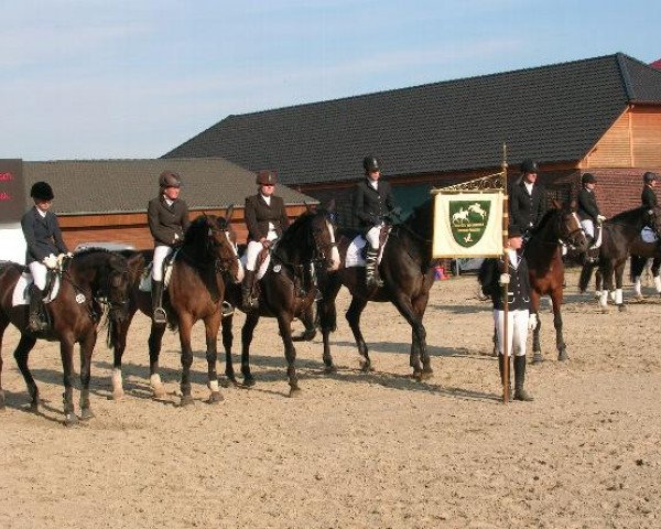 dressage horse Sullivan 32 (Hanoverian, 1993, from Sao Paulo)
