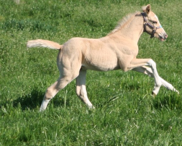 horse Drummer Boy T (German Riding Pony, 2022, from Dating AT NRW)
