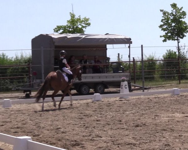 Reitturnier Angermünde/Pinnow 2022