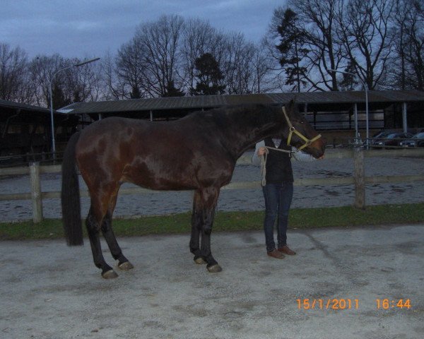 horse Largo-T (Oldenburg, 2005, from Lovis Corinth)