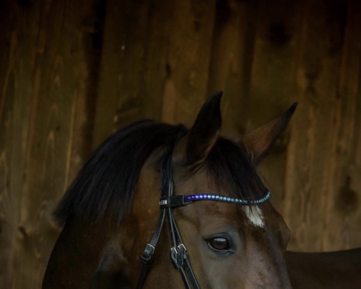 dressage horse Canturo 7 (Westphalian, 2005, from Corianus)
