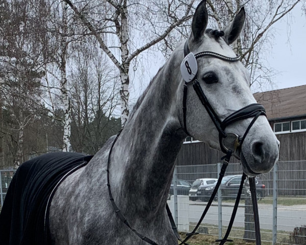broodmare Dulcinea Lw (Hanoverian, 2017, from Diacontinus)
