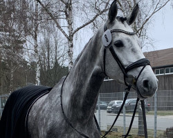 broodmare Dulcinea Lw (Hanoverian, 2017, from Diacontinus)
