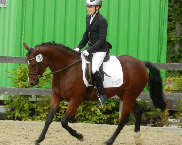 broodmare MBF Golden Starlight WE (German Riding Pony, 2008, from Dance Star AT NRW)