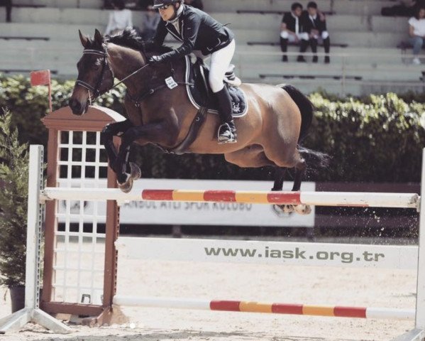 jumper Easy AG Z (Zangersheide riding horse, 2011, from Elvis Ter Putte)