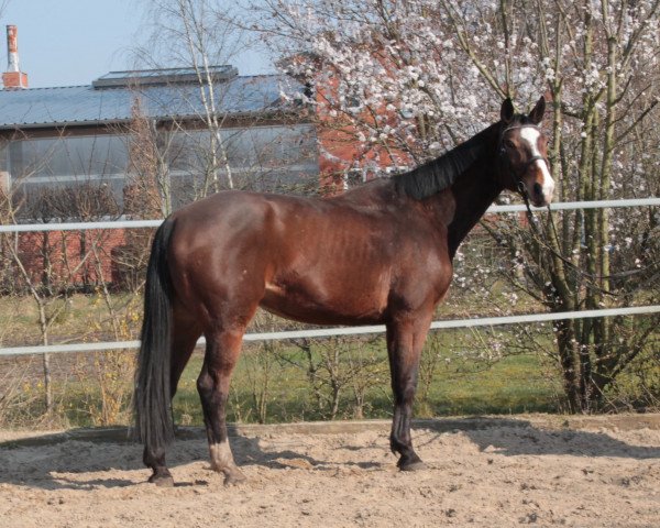 horse Elwood de Brout (Selle Français, 2014, from Air Jordan Z)