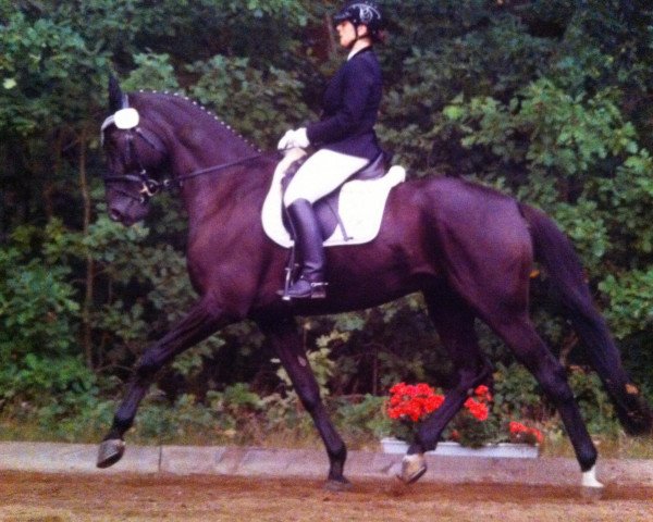 dressage horse Linkin Park (Hanoverian, 2005, from Londonderry)