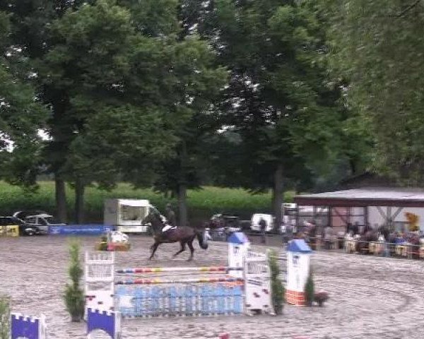Horse Nemo 260 (German Riding Horse, 2003, from Nariston)
