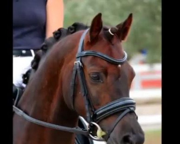 Dressurpferd Cedrik`s Boy (Deutsches Reitpony, 2007, von Cedrik)
