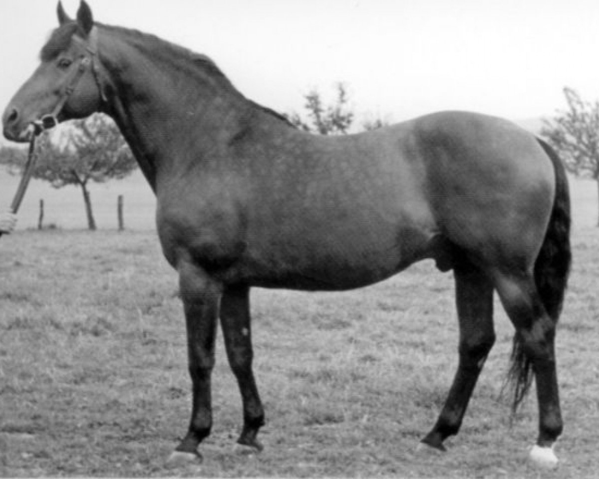 Deckhengst Suomar (Trakehner, 1940, von Pythagoras)